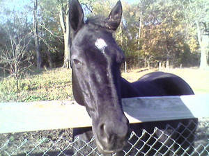 Daisy- 11yr old Quater Horse