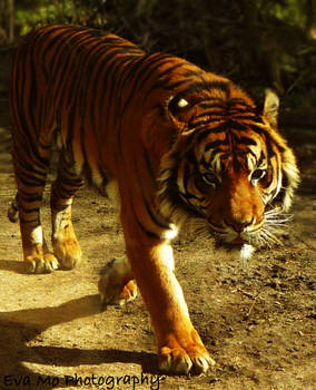 amazing tiger