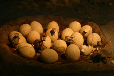 Dinosaur Eggs