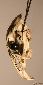 Decorated Skull of Rodent II