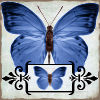 Blue Butterfly