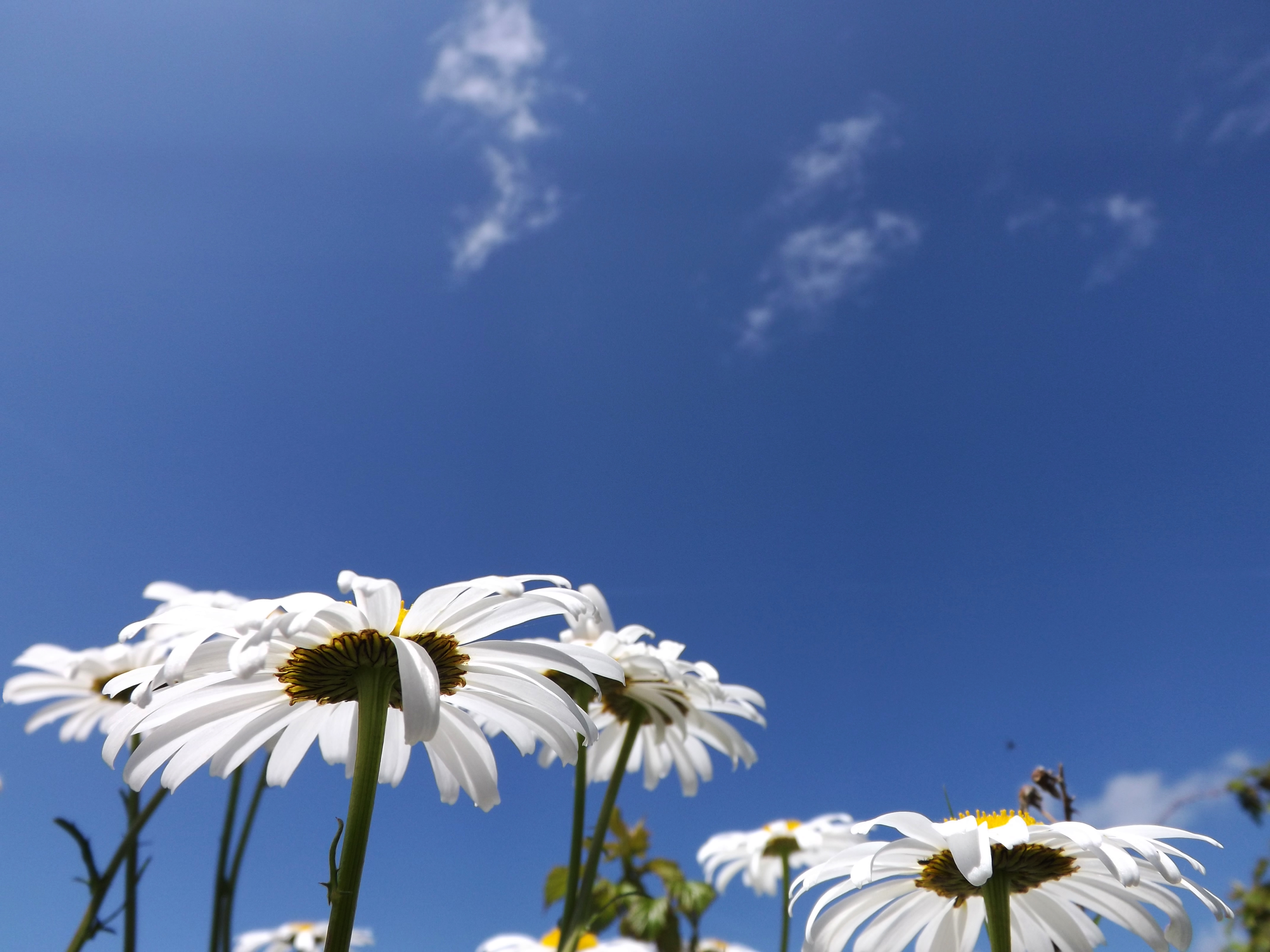 daisies