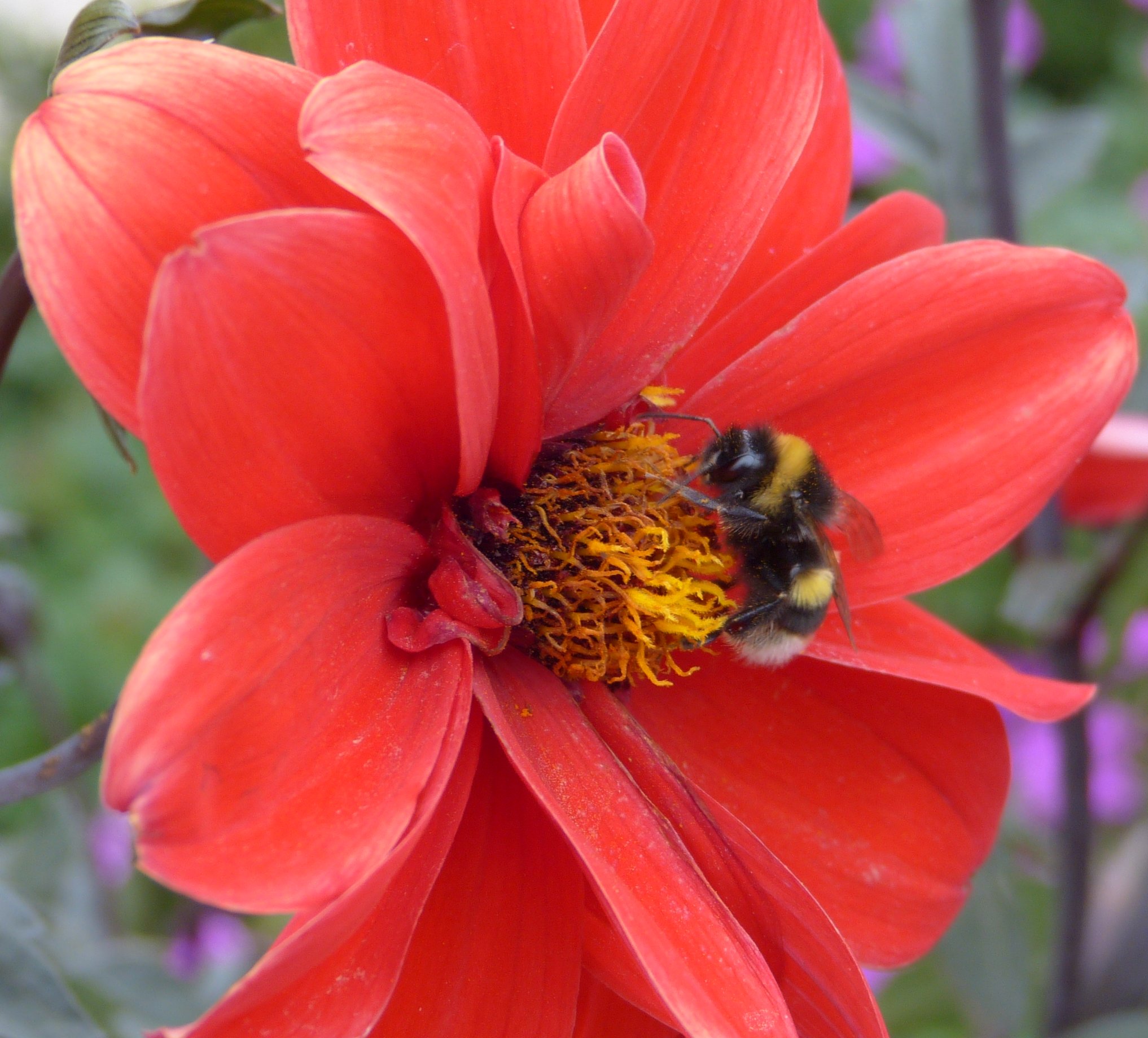 bumblebee flower