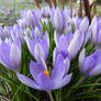 crocus