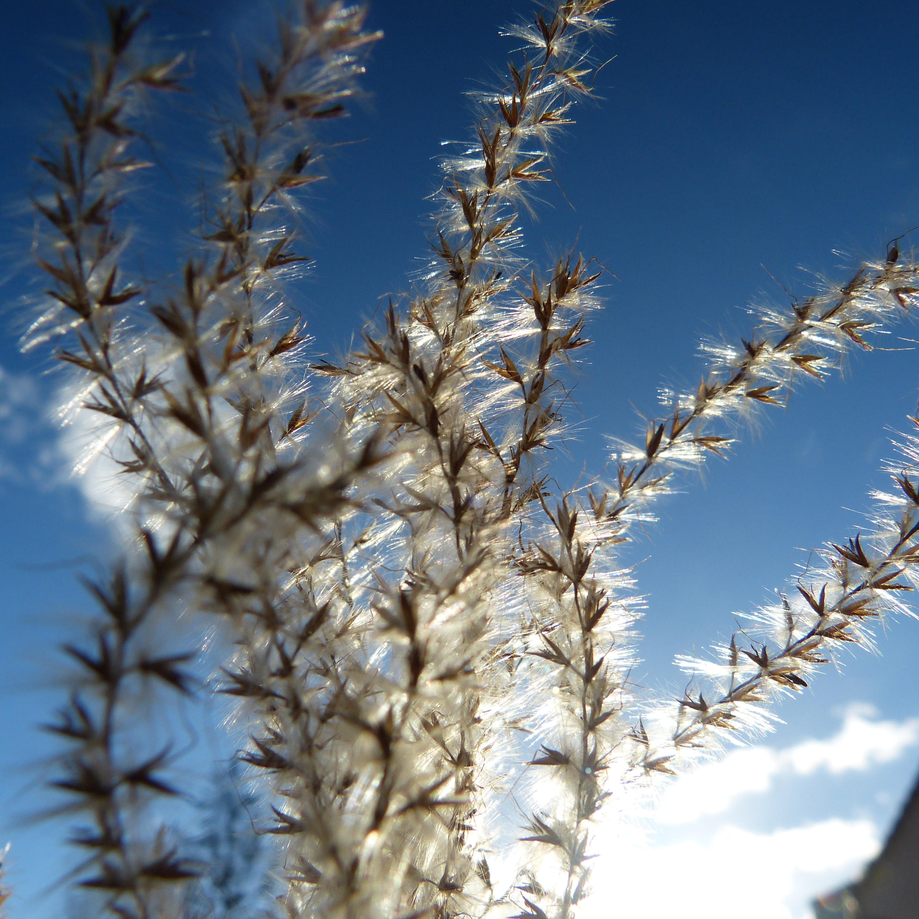 Ornamental grass