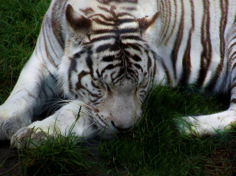 White Tiger