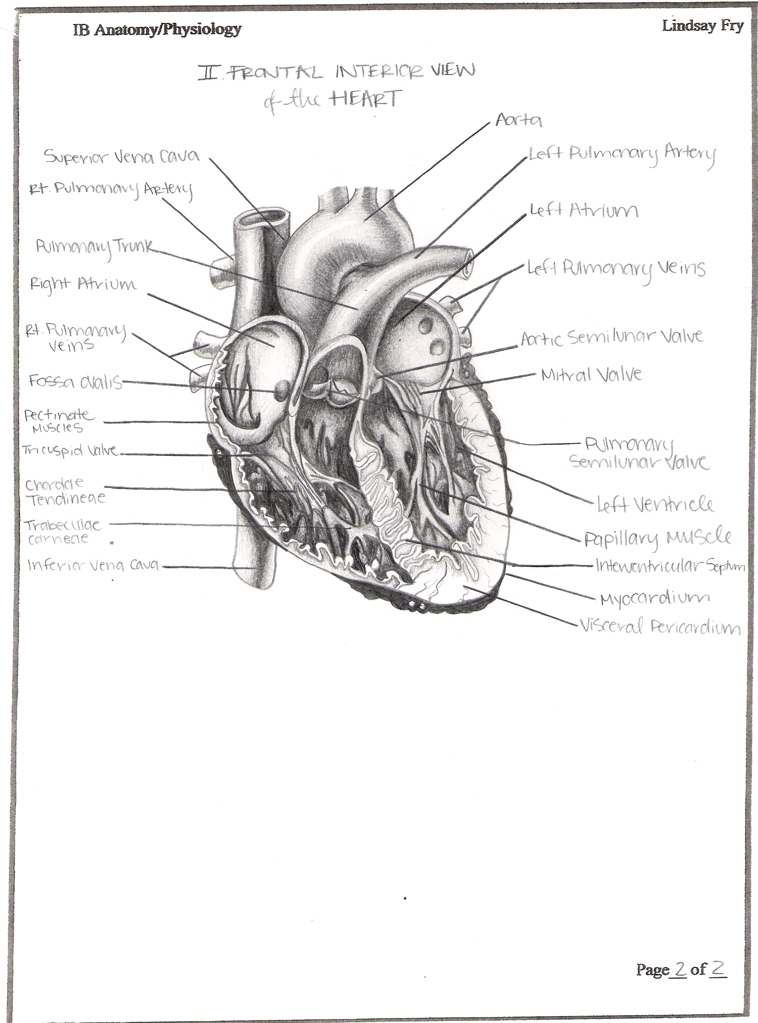Frontal Interior View Heart By Themarquisde On Deviantart
