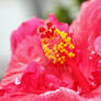 A red hibiscus flower