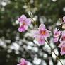 Orchid and background bokeh