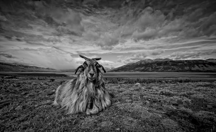 shaggy goat story