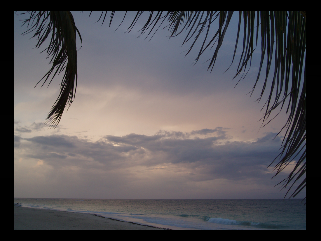 Silent Canopy