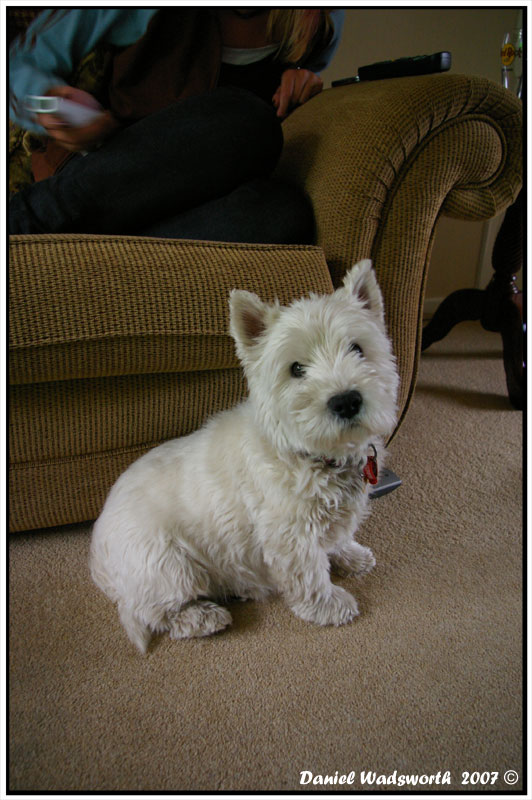 Will The Westie