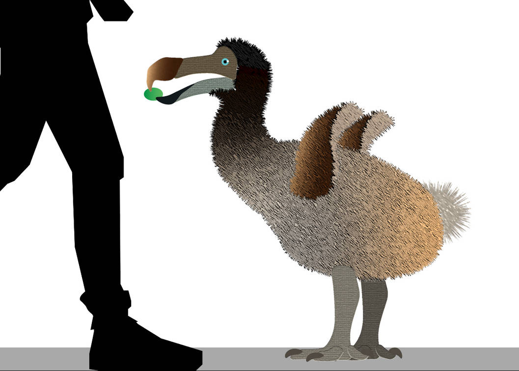 18 Inch Dodo Dodo Size Chart by Paleotuga on DeviantArt