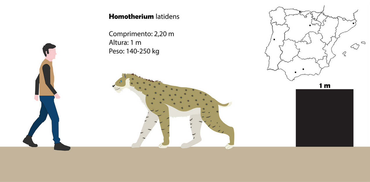 Homotheriini Homotherium by Paleotuga on DeviantArt