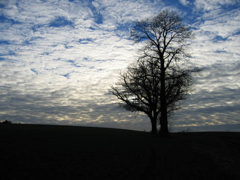 Winter Trees, Kent