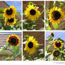 stock pack_sunflowers