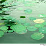 stock 745: lily pads