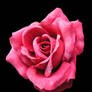 stock 523: rose