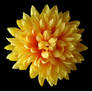 stock 524: yellow flower