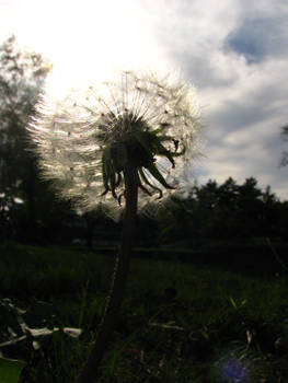 Tanpopo