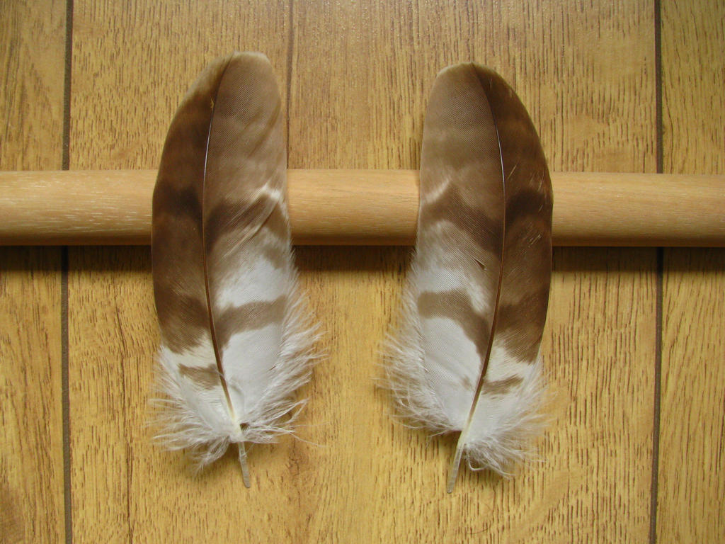 European honey buzzard feathers (Pernis apivorus)