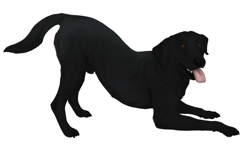 Black Lab Deviantart Black Labrador Retriever by Silver-Stormfront on DeviantArt