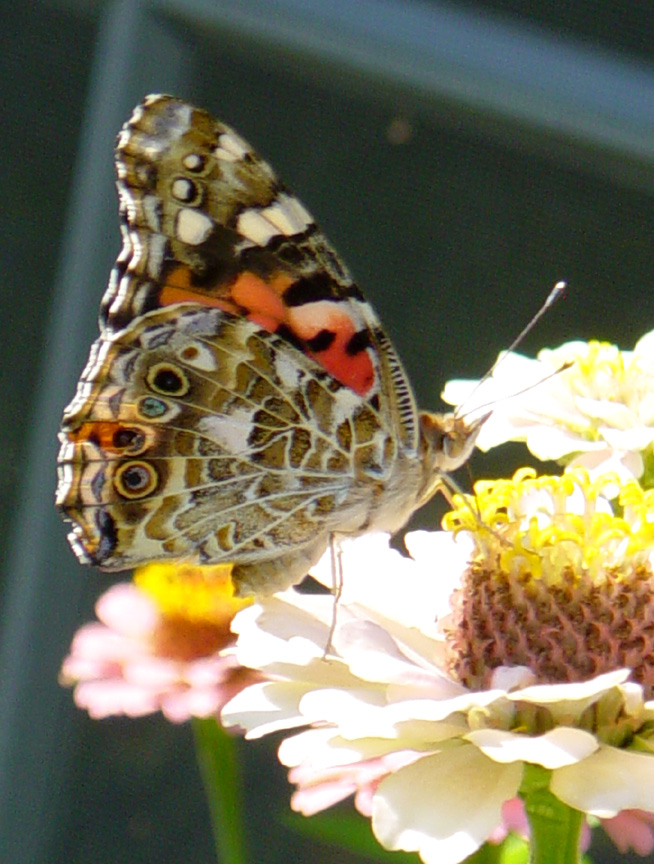 Painted Lady on Zinnia