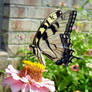 Tiger Swallowtail on Zinnia