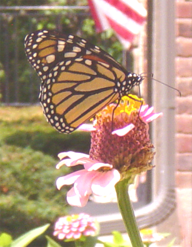 Monarch on Zinnia