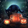 Black Cat