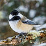 Chickadee!