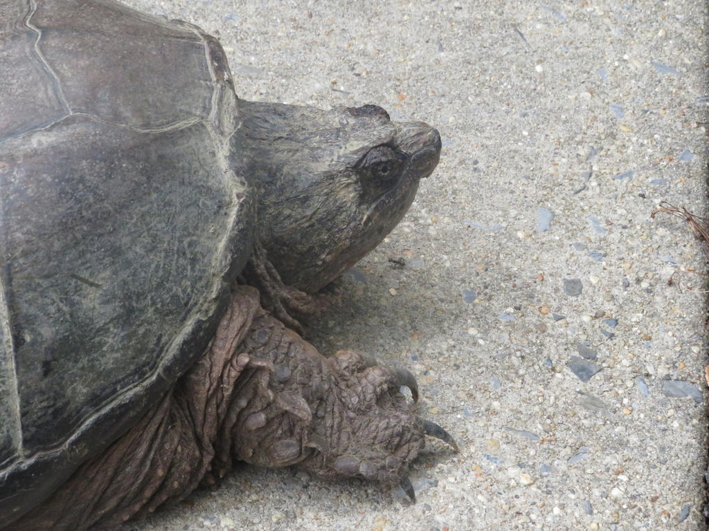 Snapping turtle 3 by OscartheNightwing on DeviantArt