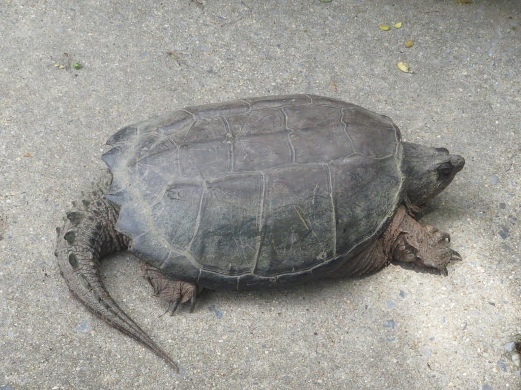 Snapping turtle 4 by OscartheNightwing on DeviantArt