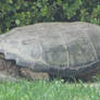 Snapping turtle 5