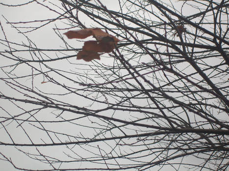 All alone on a bare branch