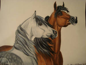 Arabians