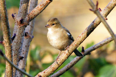 Female Chaffinch