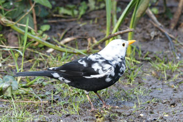 Leucistic Blackbird