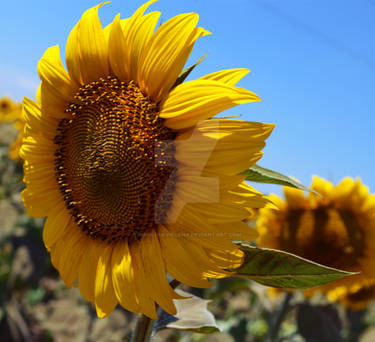 Sunflower Stock