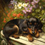 Dachshund Puppy 02