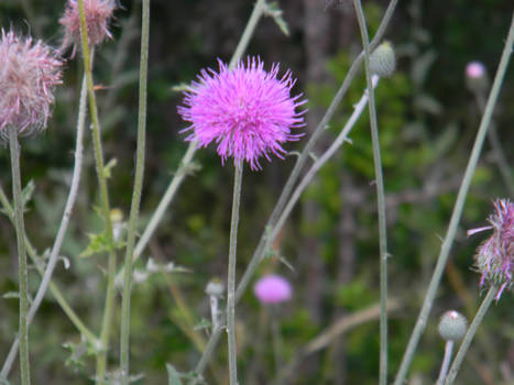 pink fuzzy weed