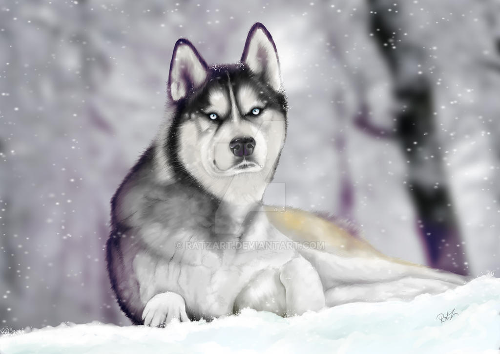 Husky Deviantart Husky by ratzart on DeviantArt