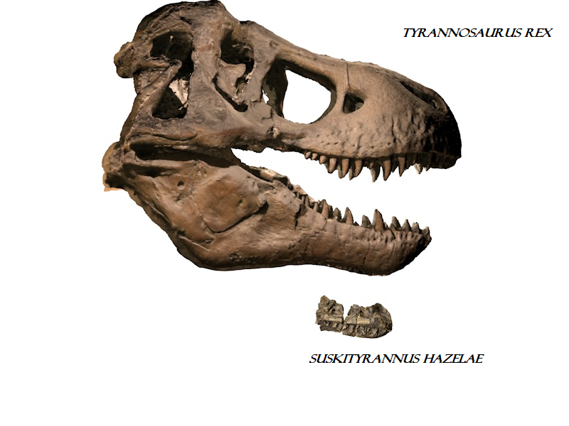 Suskit And T rex Skulls For Wikicommons Agian By Liopurodon4x On DeviantArt suskit-and-t-rex-skulls-for-wikicommons-agian-by-liopurodon4x-on-deviantart