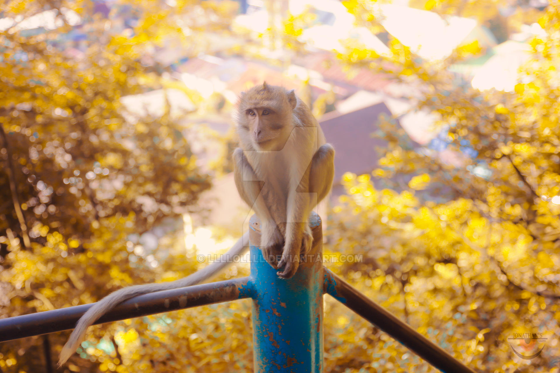 MONKEY By Llllollll On DeviantArt monkey-by-llllollll-on-deviantart