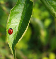 Ladybug