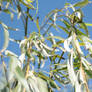 Skies of blue, leaves of green