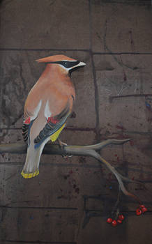 Cedar Waxwing