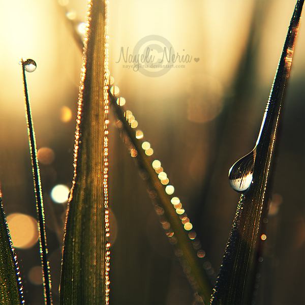 Golden Rain by NayeliNeria