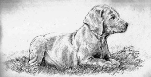 Weimaraner