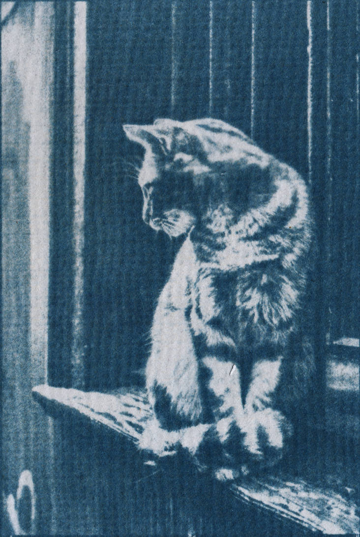 Gato en la ventana by ozeroj Gato en la ventana by ozeroj